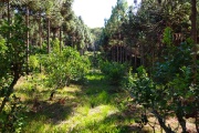 Arborización de yerbales: avanzan con propuestas para mitigar impacto del clima